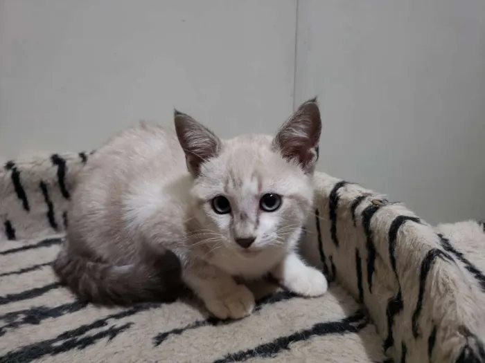 Gato ra a SRD idade 2 a 6 meses nome Dante