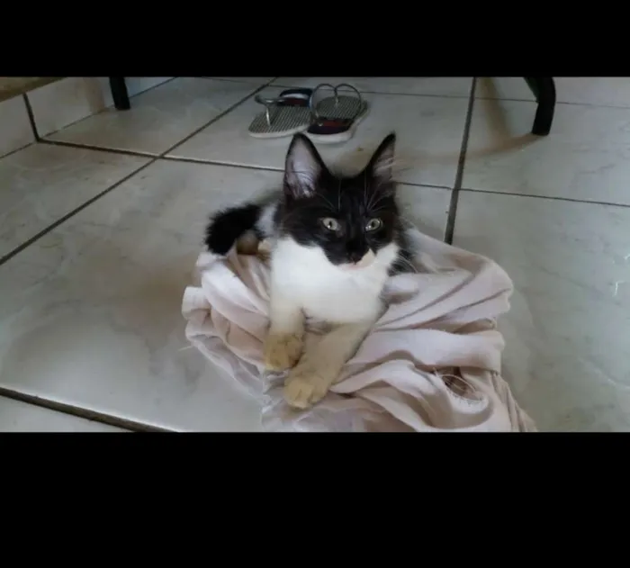 Gato ra a Sem raça definida idade 2 a 6 meses nome Sem nome