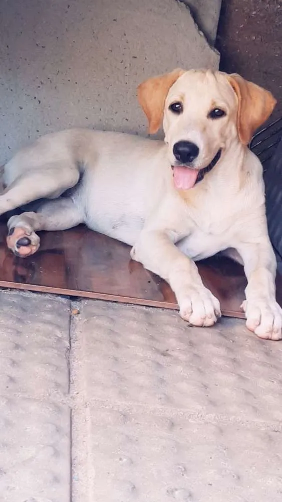 Cachorro raça LABRADOR idade 2 a 6 meses nome NALA E SIMON