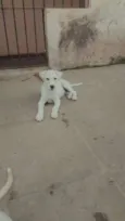 NALA E SIMON