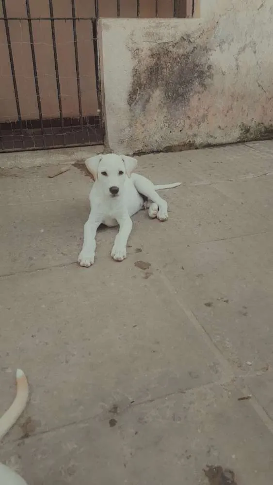Cachorro raça LABRADOR idade 2 a 6 meses nome NALA E SIMON