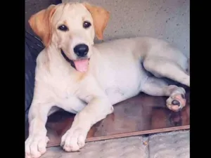 Cachorro raça LABRADOR idade 2 a 6 meses nome NALA E SIMON