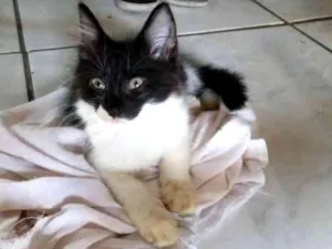 Gato raça Sem raça definida idade 2 a 6 meses nome Sem nome