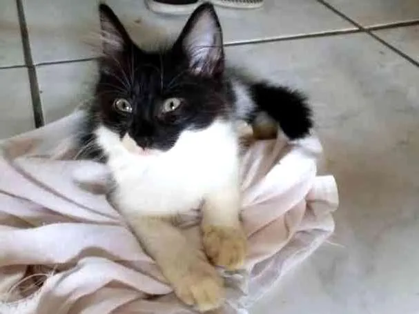 Gato ra a Sem raça definida idade 2 a 6 meses nome Sem nome