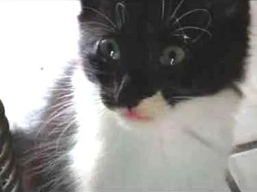 Gato ra a Sem raça definida idade 2 a 6 meses nome Sem nome