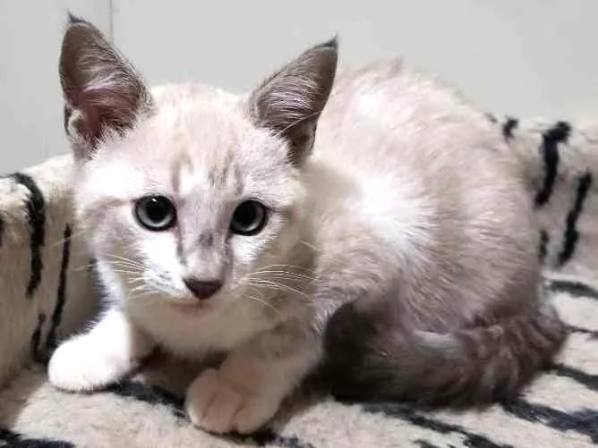Gato ra a SRD idade 2 a 6 meses nome Dante