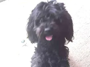 Cachorro raça Poddo com vira lata idade 2 anos nome Maike