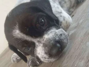 Cachorro raça Dálmatas  idade Abaixo de 2 meses nome Filhotes sem nome