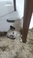 Nina