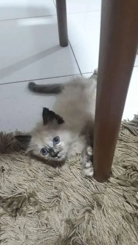 Gato ra a Siamês idade 2 a 6 meses nome Nina