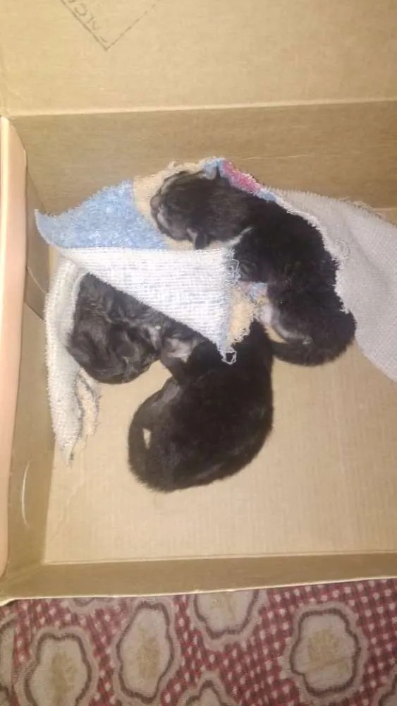 Gato ra a  idade Abaixo de 2 meses nome Sem nome definido