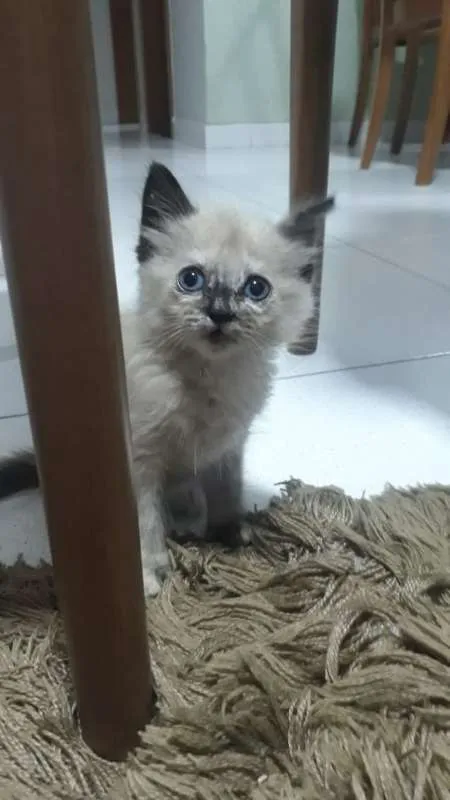 Gato ra a Siamês idade 2 a 6 meses nome Nina