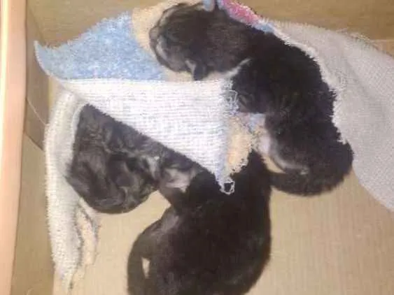 Gato ra a  idade Abaixo de 2 meses nome Sem nome definido