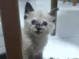 Nina