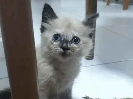 Gato ra a Siamês idade 2 a 6 meses nome Nina