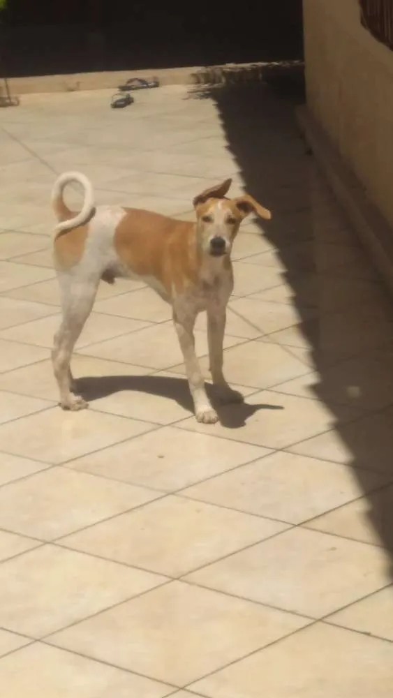 Cachorro ra a Labrador mestiço idade 2 a 6 meses nome Bob Nelson