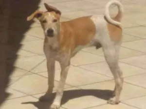 Cachorro raça Labrador mestiço idade 2 a 6 meses nome Bob Nelson
