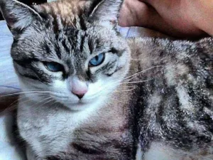 Gato raça Vira-lata idade 6 ou mais anos nome Xaninha