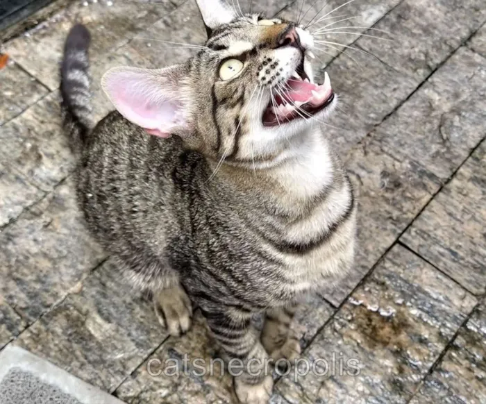 Gato ra a srd idade 7 a 11 meses nome Dashi