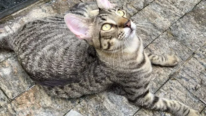 Gato ra a srd idade 7 a 11 meses nome Dashi