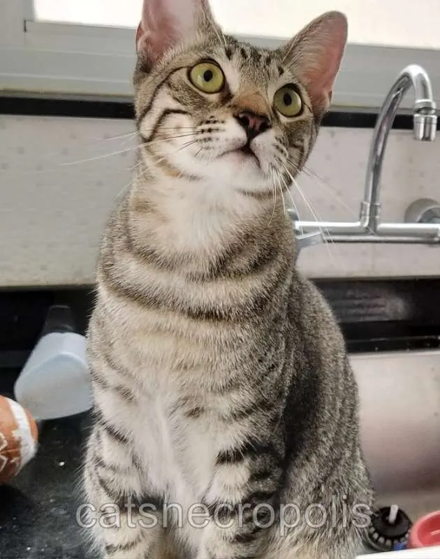 Gato ra a srd idade 7 a 11 meses nome Saquê