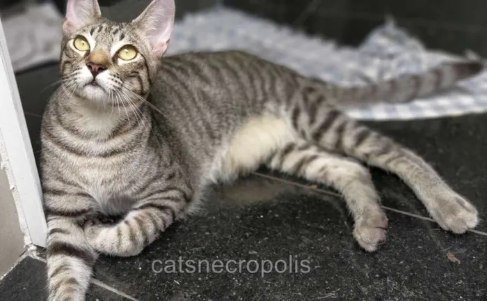 Gato ra a srd idade 7 a 11 meses nome Saquê