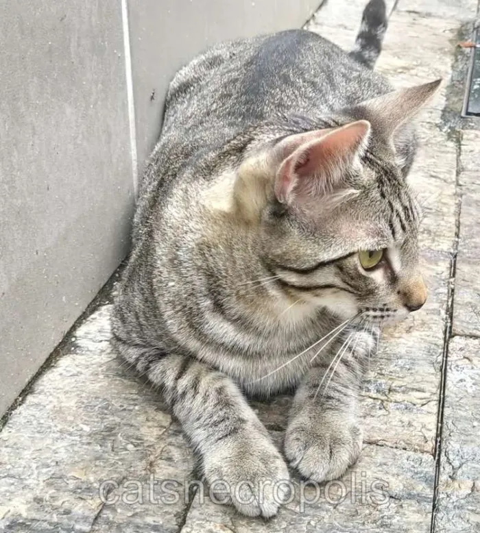 Gato ra a srd idade 7 a 11 meses nome Saquê