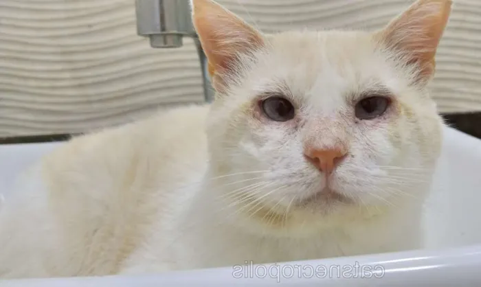 Gato ra a srd idade 2 anos nome Raffaello
