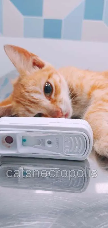 Gato ra a SRD idade 2 a 6 meses nome Fanta