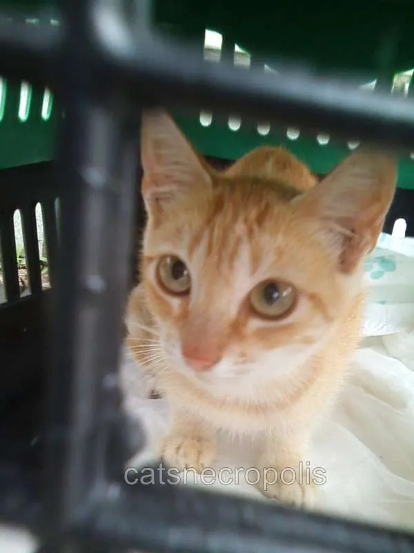 Gato ra a SRD idade 2 a 6 meses nome Fanta