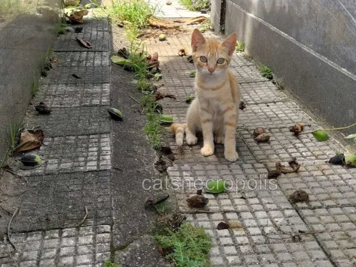 Gato ra a SRD idade 2 a 6 meses nome Fanta