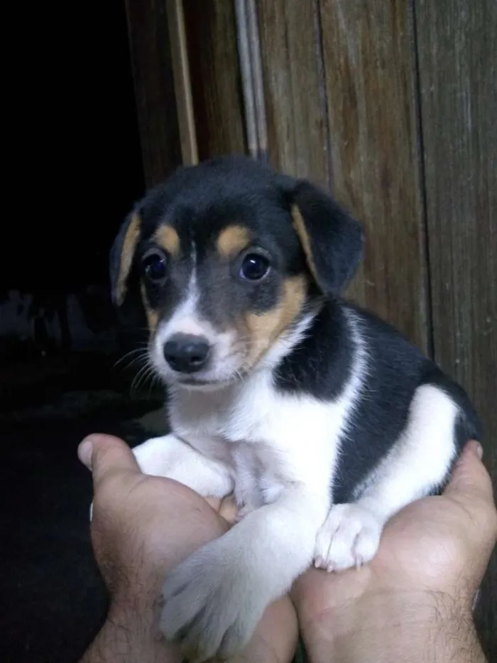 Cachorro ra a Mistura idade Abaixo de 2 meses nome Filhotes