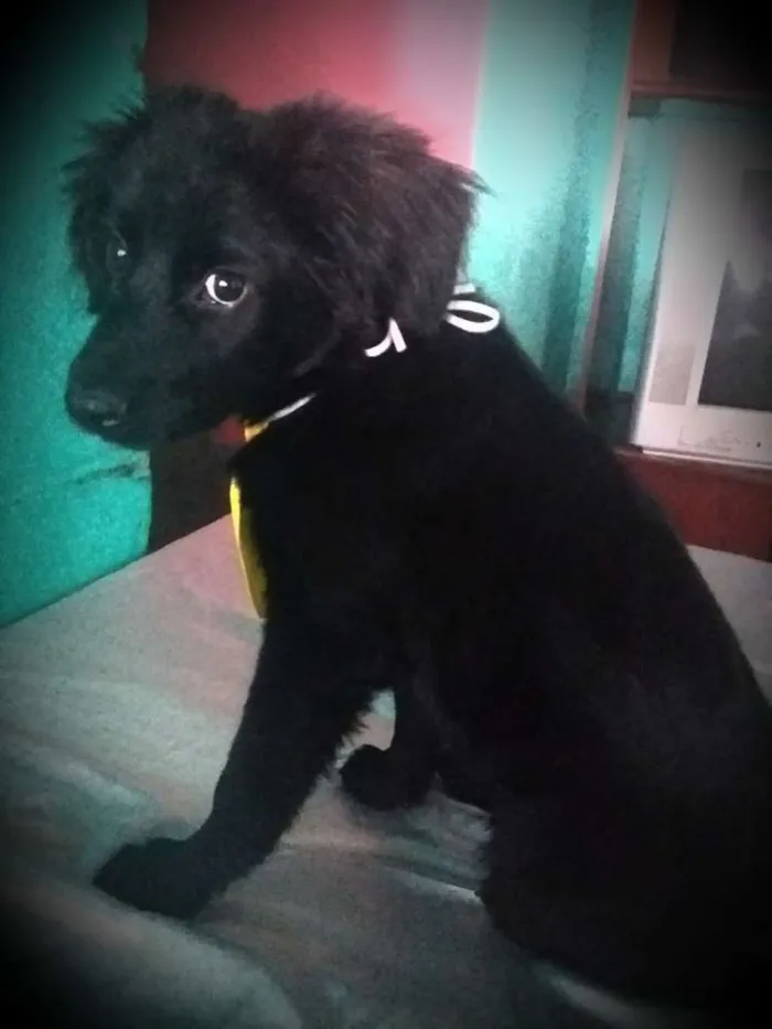Cachorro ra a Mestiço  idade 2 a 6 meses nome Tem que colocar