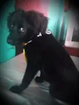 Tem que colocar