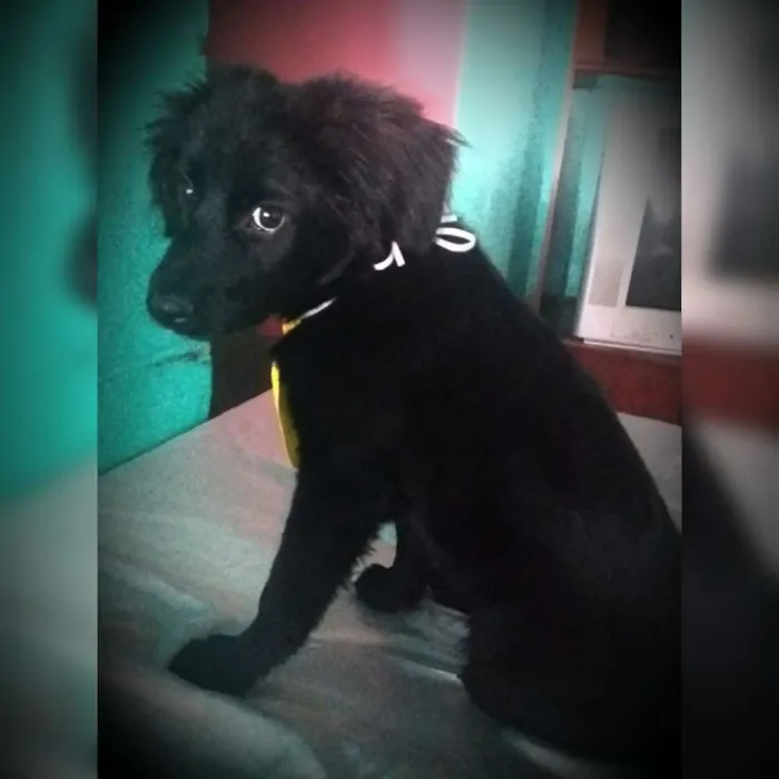 Cachorro ra a Mestiço  idade 2 a 6 meses nome Tem que colocar