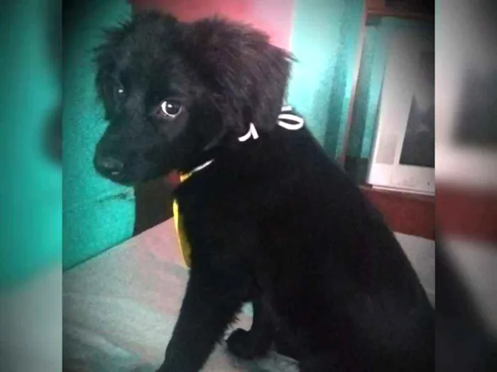 Cachorro ra a Mestiço  idade 2 a 6 meses nome Tem que colocar