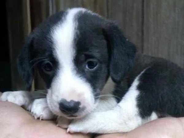 Cachorro ra a Mistura idade Abaixo de 2 meses nome Filhotes