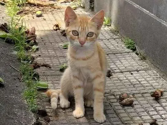 Gato ra a SRD idade 2 a 6 meses nome Fanta