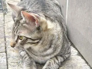 Gato raça srd idade 7 a 11 meses nome Saquê
