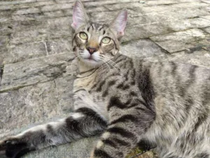 Gato raça srd idade 7 a 11 meses nome Dashi