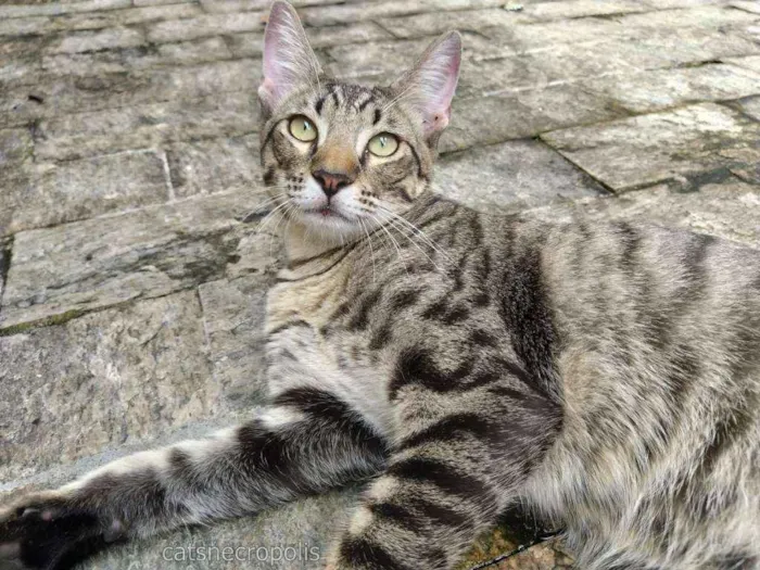 Gato ra a srd idade 7 a 11 meses nome Dashi