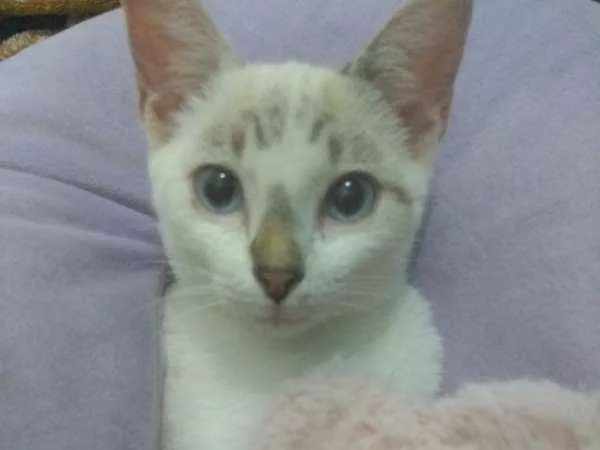 Gato ra a  idade 2 a 6 meses nome bella