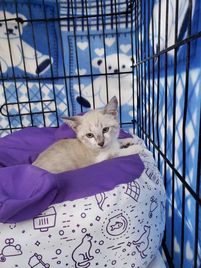 Gato ra a SRD idade 2 a 6 meses nome Dante
