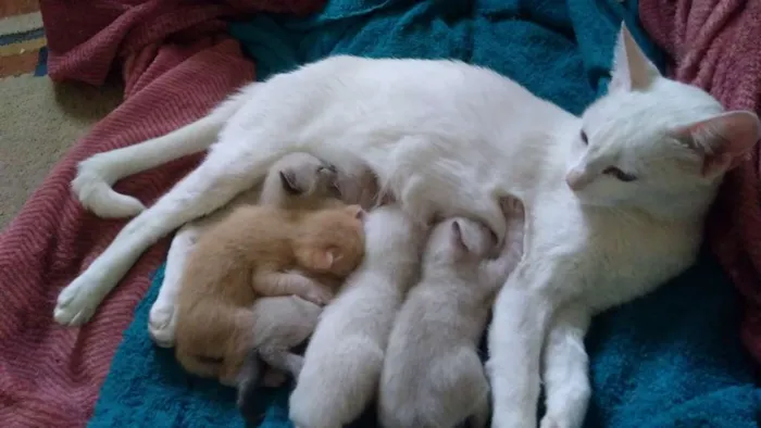 Gato ra a Não sei idade Abaixo de 2 meses nome Lindos gatos