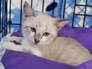 Gato raça SRD idade 2 a 6 meses nome Dante