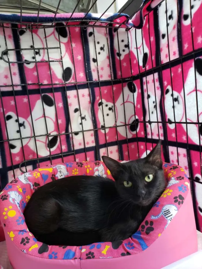 Gato ra a SRD idade 7 a 11 meses nome Matilda