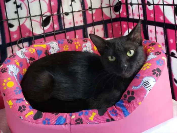 Gato ra a SRD idade 7 a 11 meses nome Matilda