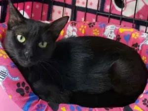 Gato raça SRD idade 7 a 11 meses nome Matilda