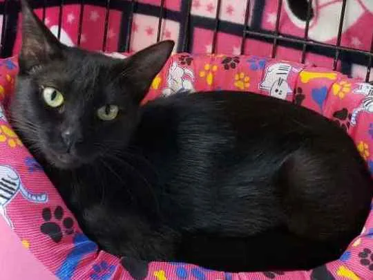 Gato ra a SRD idade 7 a 11 meses nome Matilda