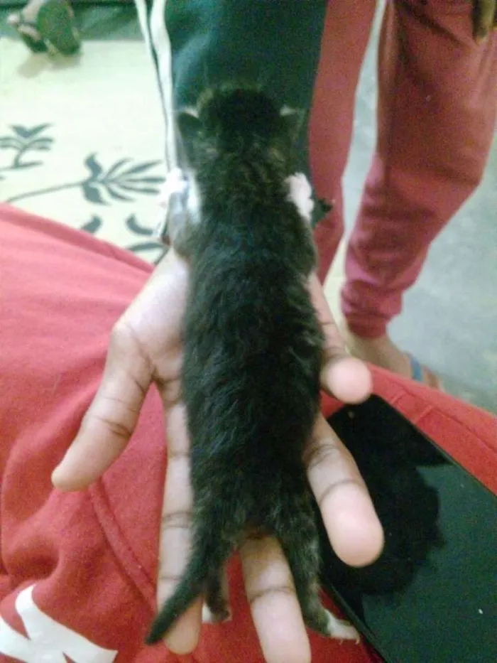 Gato ra a  idade Abaixo de 2 meses nome Sem nome definido